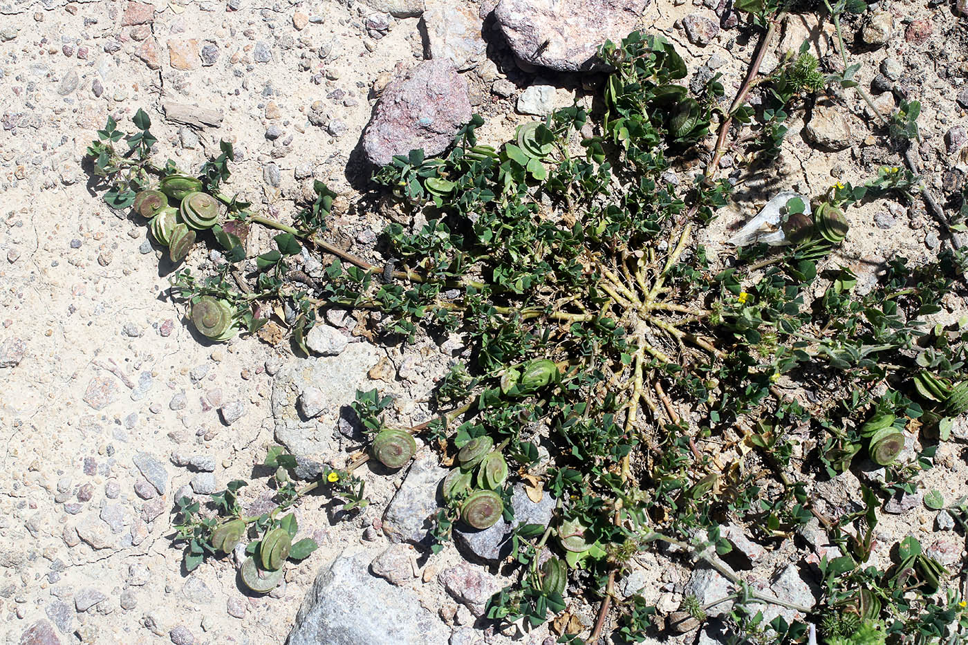 Image of Medicago orbicularis specimen.