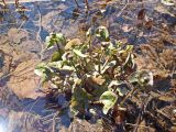 Caltha membranacea