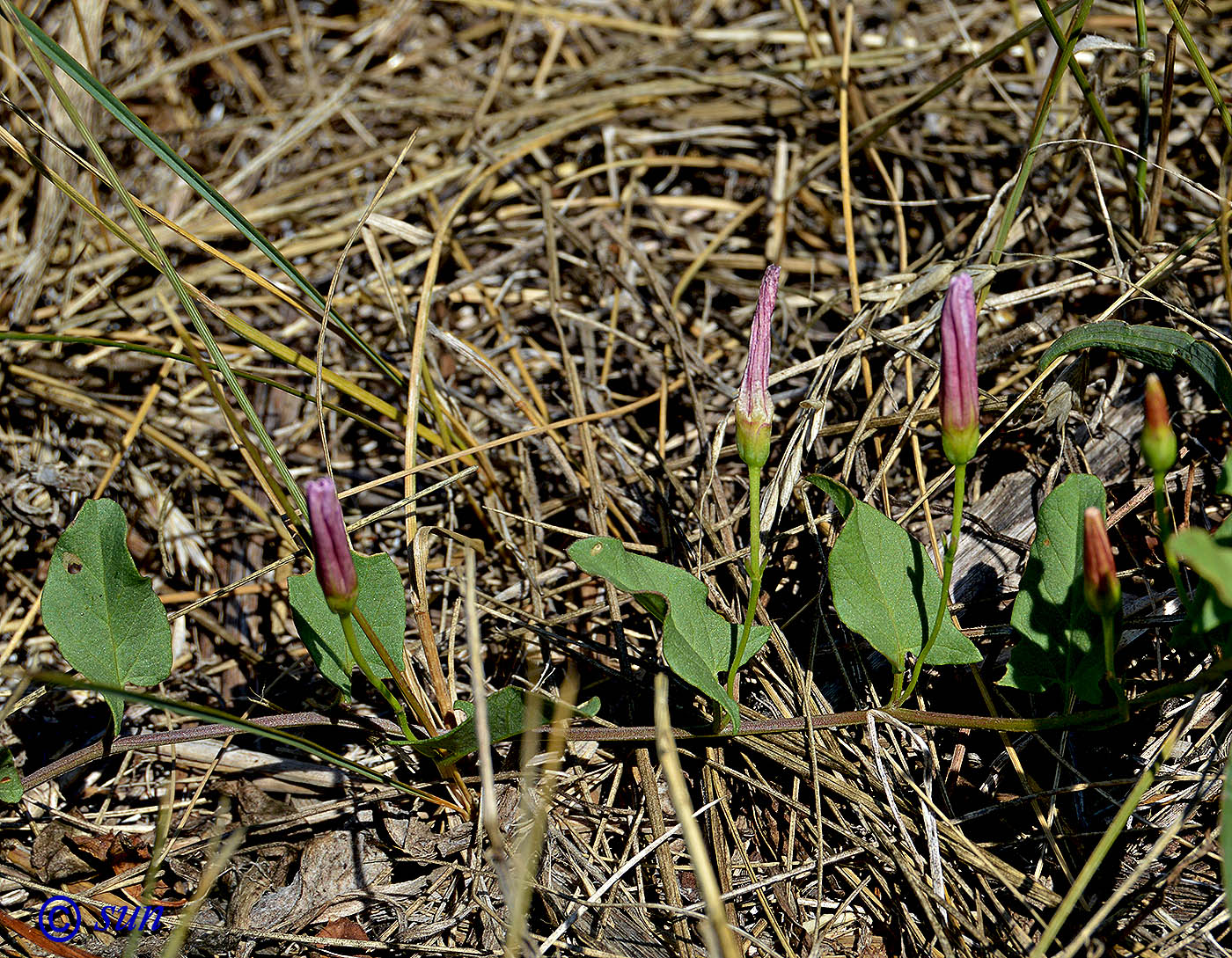Image of Convolvulus arvensis specimen.