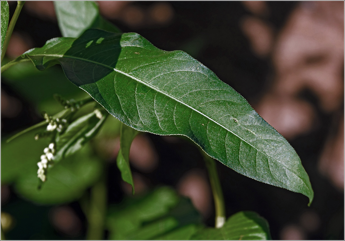 Image of Persicaria lapathifolia specimen.