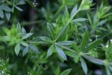 Galium rivale
