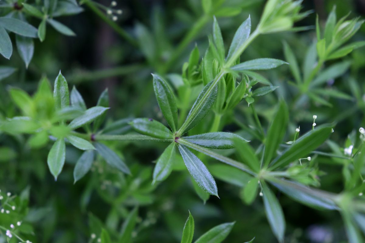 Image of Galium rivale specimen.