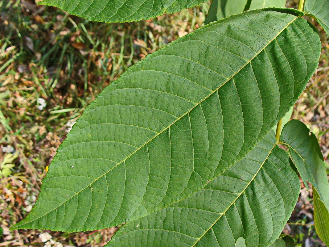 Image of Juglans mandshurica specimen.