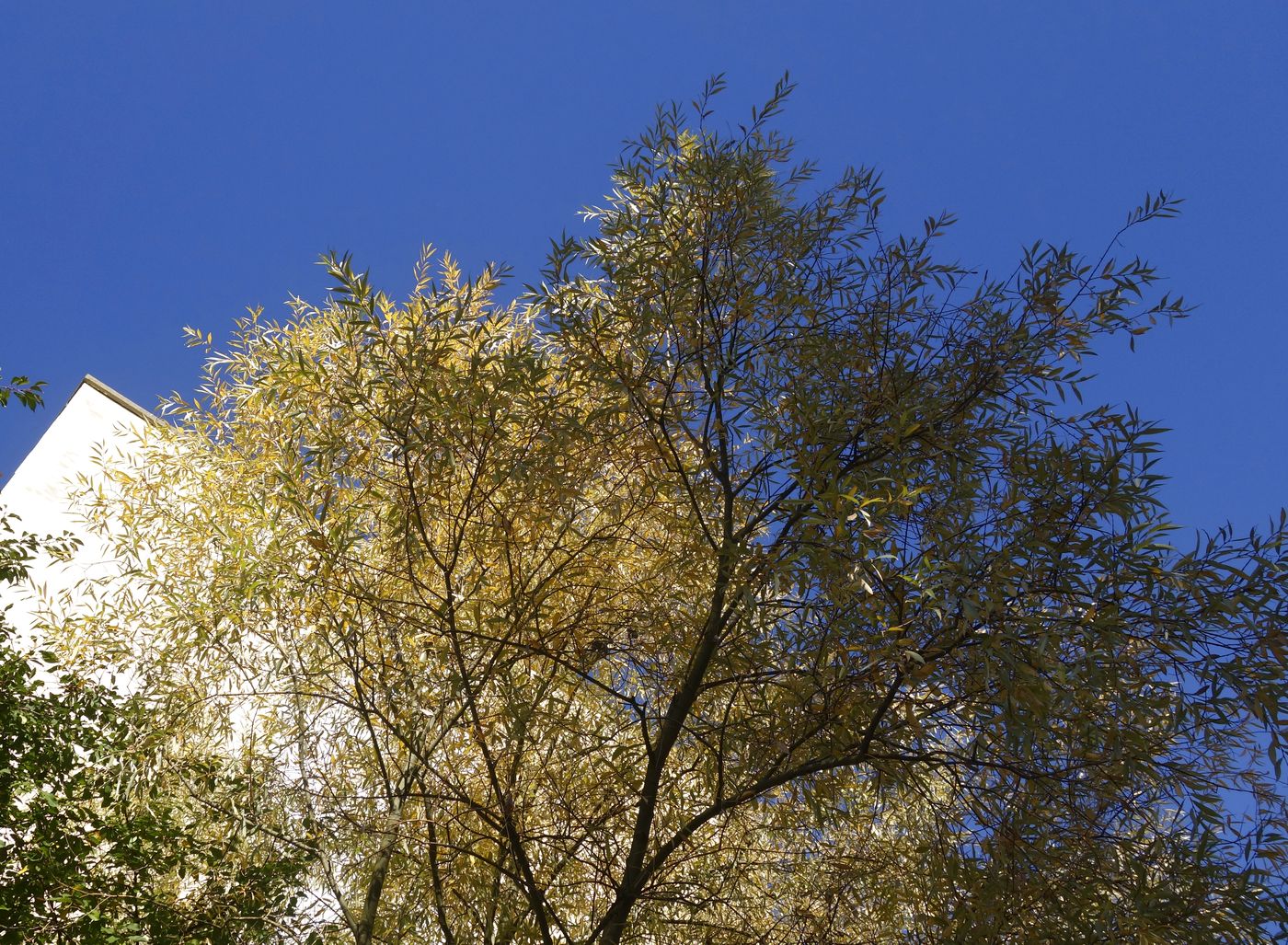 Image of Salix alba specimen.