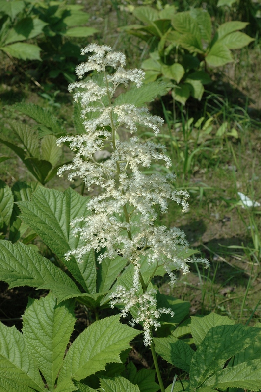 Изображение особи Rodgersia podophylla.