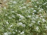 Eremodaucus lehmannii