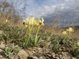 Iris pumila