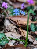 Scilla bifolia