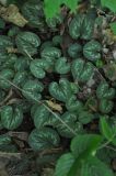 Cyclamen coum