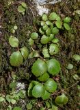 Chiastophyllum oppositifolium. Вегетирующие растения в сообществе с мхами. Краснодарский край, Сочи, Хостинский р-н, Агурское ущ., на скале. 14.03.2025.