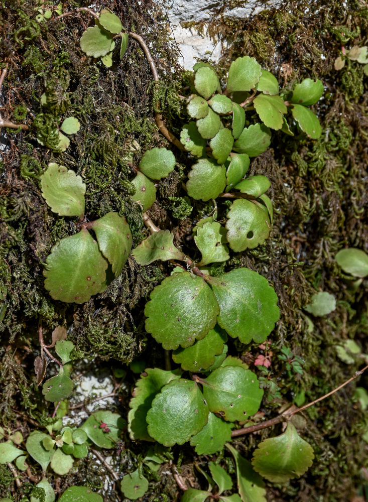 Изображение особи Chiastophyllum oppositifolium.