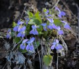 Viola rupestris. Цветки. Свердловская обл., Нижнетагильский р-н, окр. камня Столбы, крутой склон. 02.05.2025.