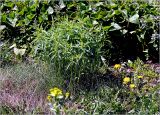 Veronica longifolia. Растение с молодыми побегами. Московская обл., Раменский р-н, окр. дер. Хрипань, садовый участок. 06.05.2025.