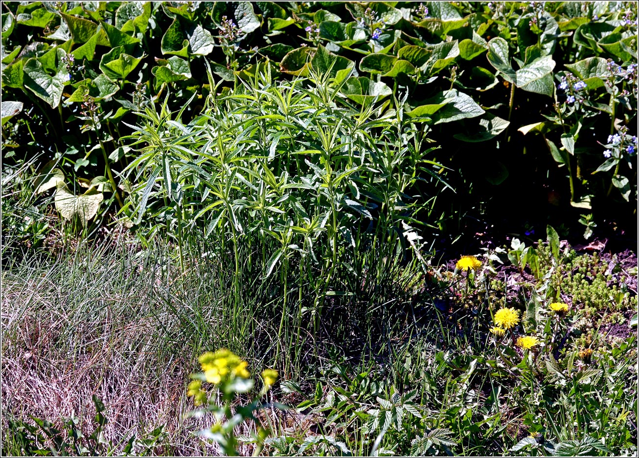 Image of Veronica longifolia specimen.