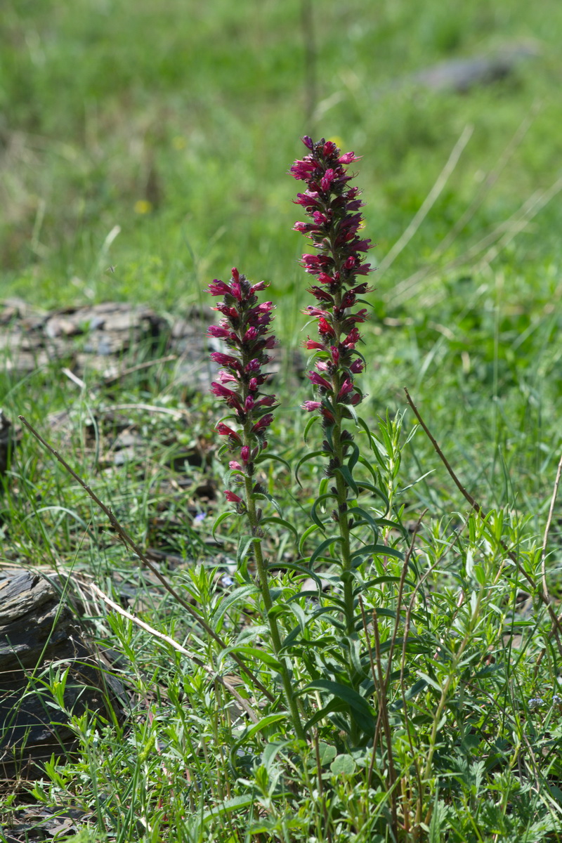 Изображение особи Echium russicum.