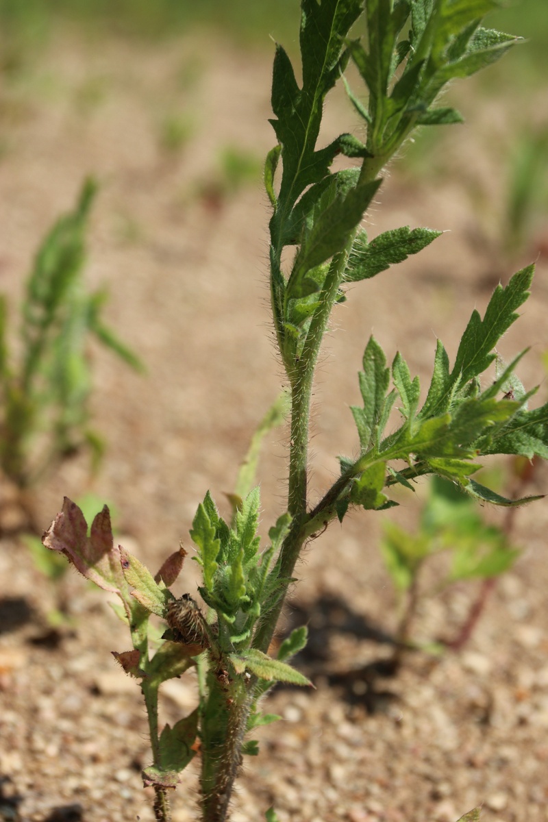 Image of Papaver rhoeas specimen.