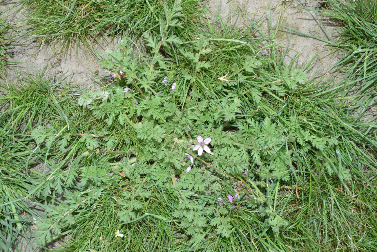 Image of Erodium cicutarium specimen.