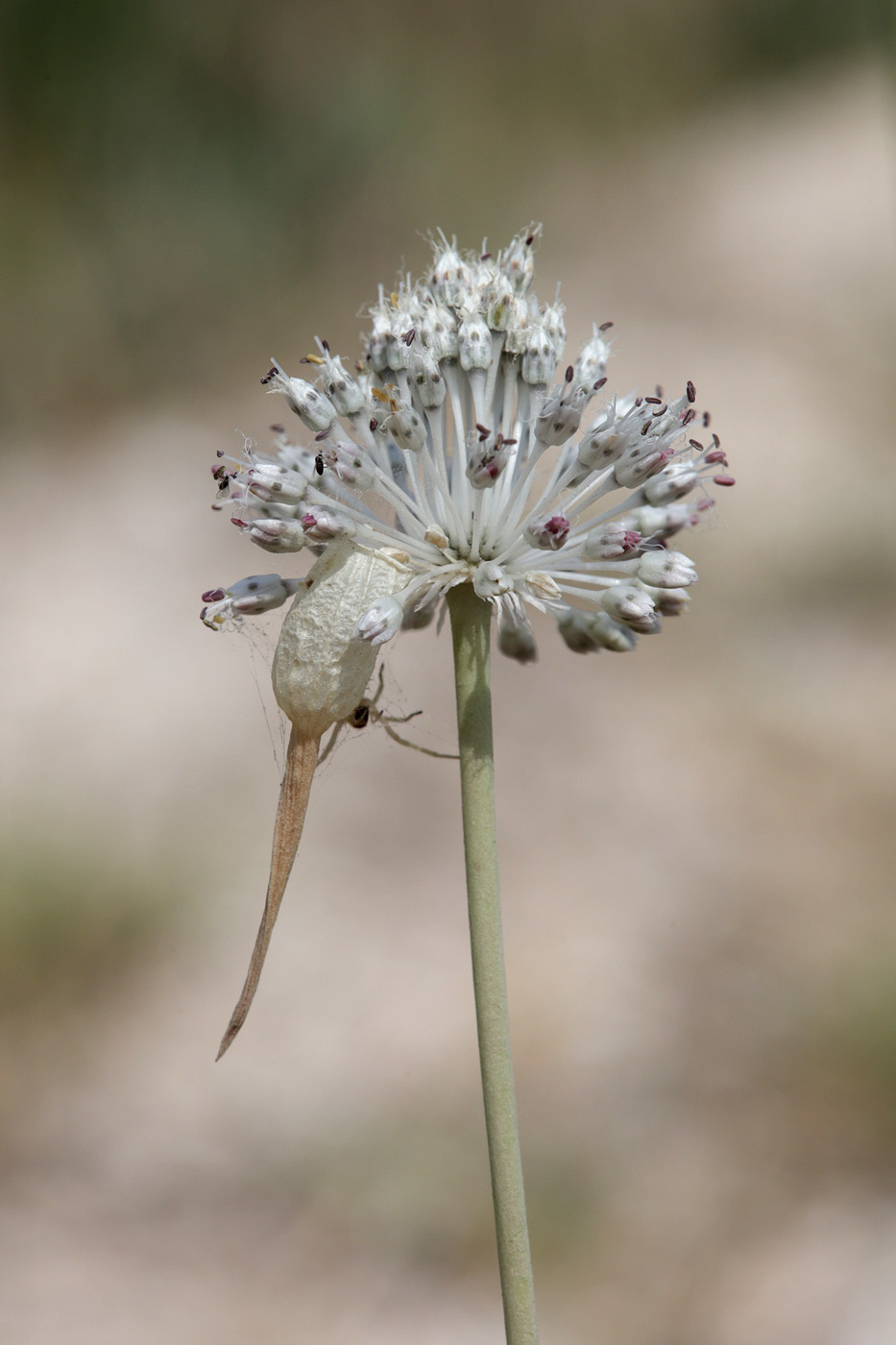 Image of Allium guttatum specimen.