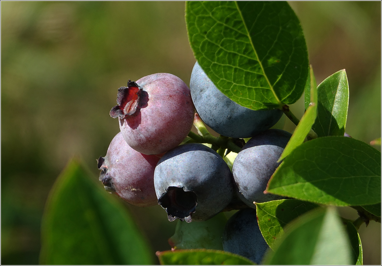 Image of Vaccinium corymbosum specimen.