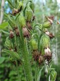 Parasenecio hastatus ssp. orientalis