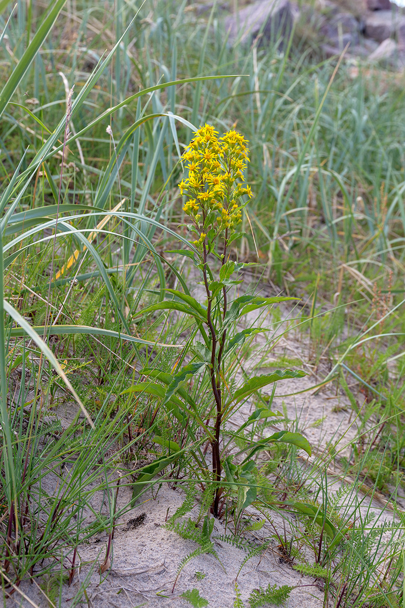 Image of Solidago virgaurea ssp. lapponica specimen.
