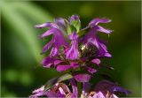 Monarda citriodora. Соцветие. Московская обл., Раменский р-н, окр. дер. Хрипань, садовый участок. 10.09.2025.