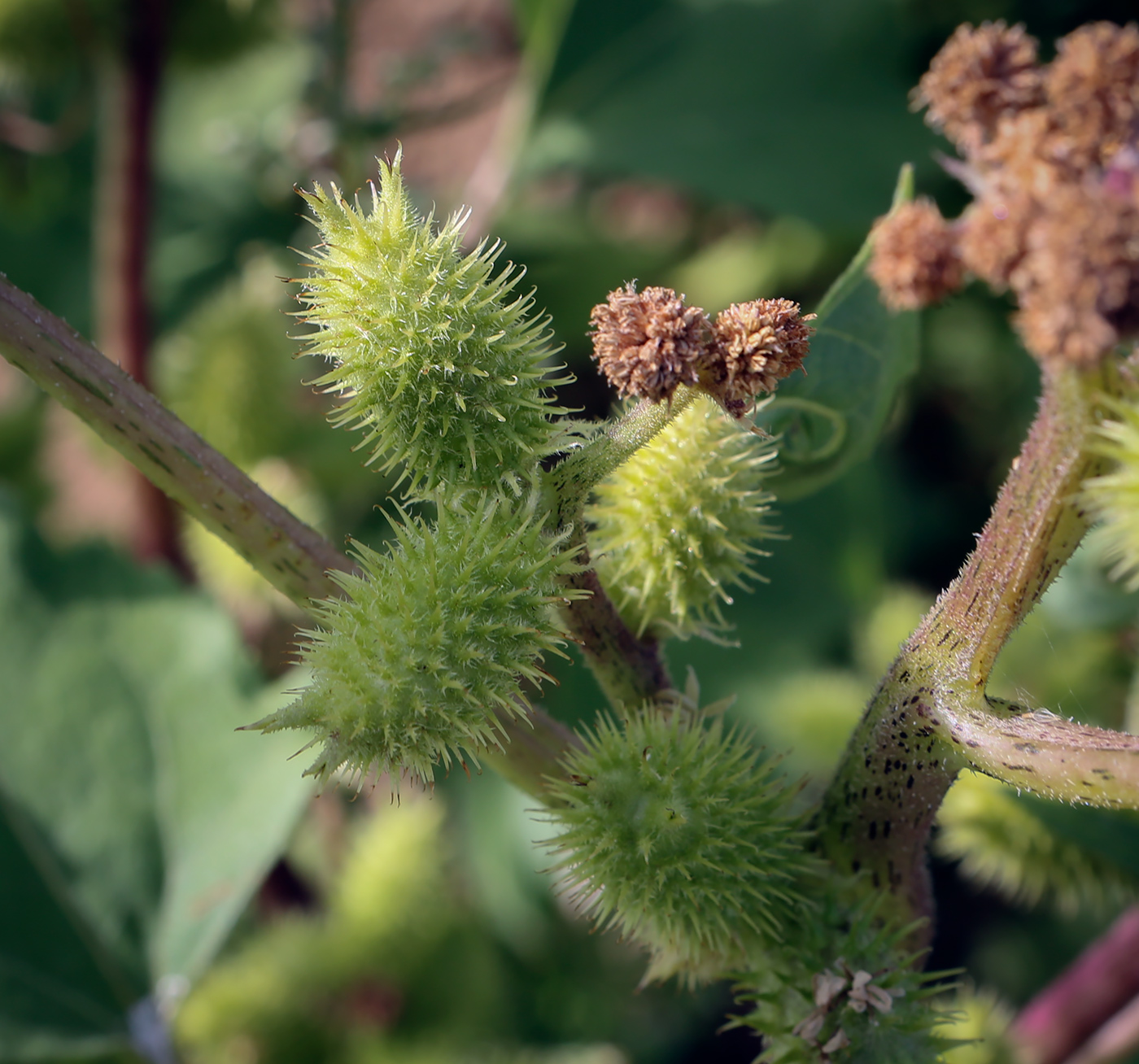 Изображение особи Xanthium orientale.