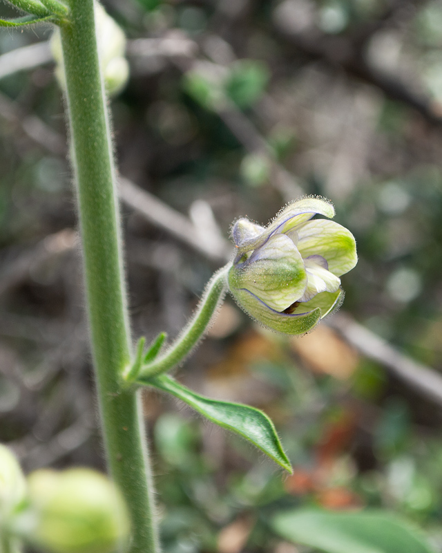 Изображение особи Staphisagria macrosperma.
