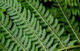 Athyrium filix-femina