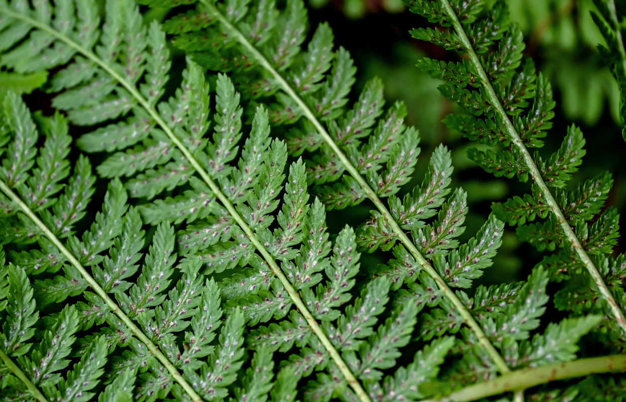 Изображение особи Athyrium filix-femina.