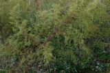 Artemisia scoparia. Плодоносящее растение. Хабаровский край, г. Комсомольск-на-Амуре, зарастающий карьер. 28.08.2025.