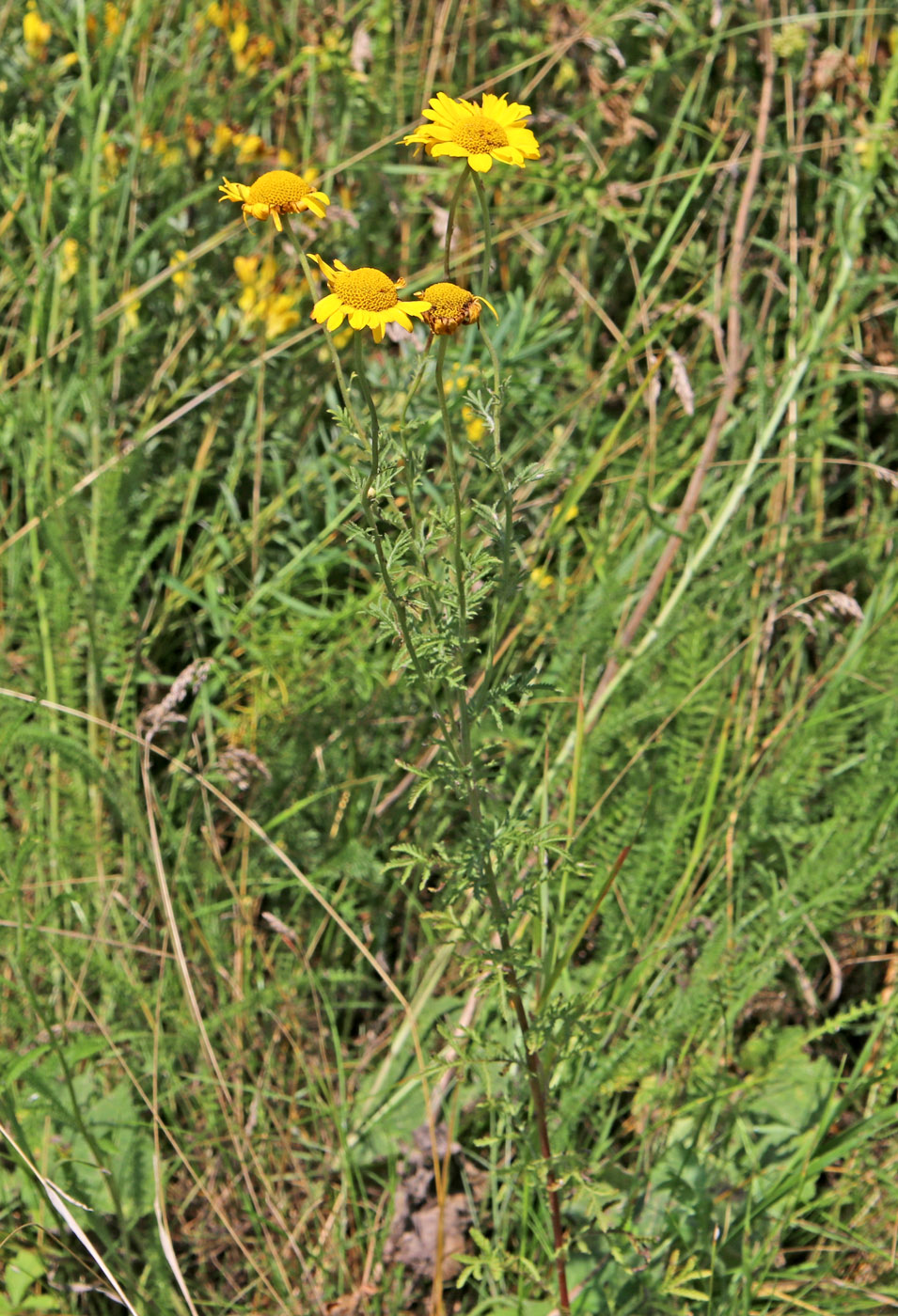 Изображение особи Anthemis tinctoria.