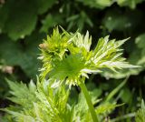 Aconitum orientale. Верхушка растения с развивающимся соцветием. Абхазия, Гагрский р-н, 1700 м н.у.м., широколиственный лес, поляна. 12.06.2025.