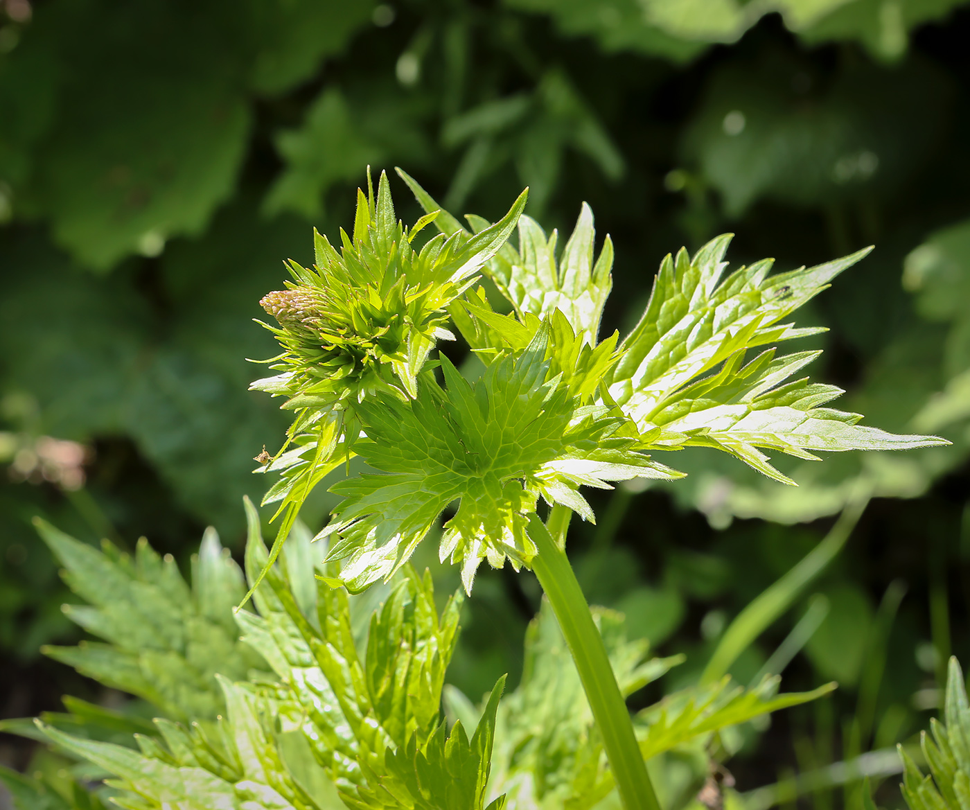 Image of Aconitum orientale specimen.