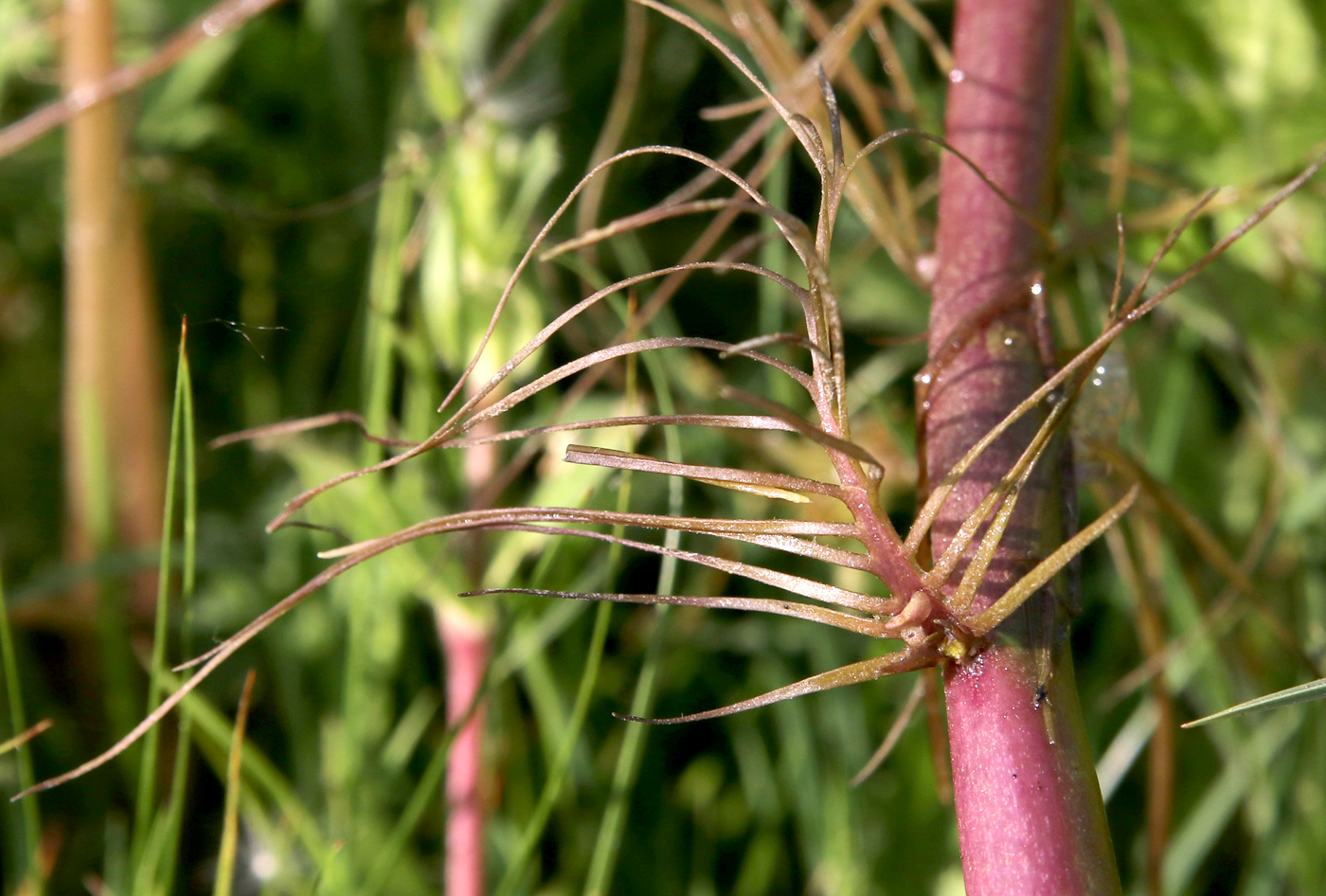 Image of Rorippa amphibia specimen.
