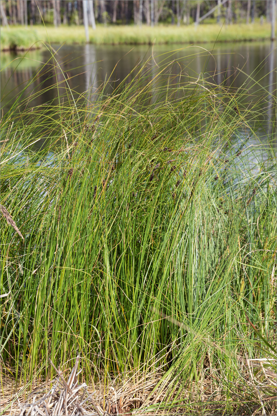 Изображение особи род Carex.