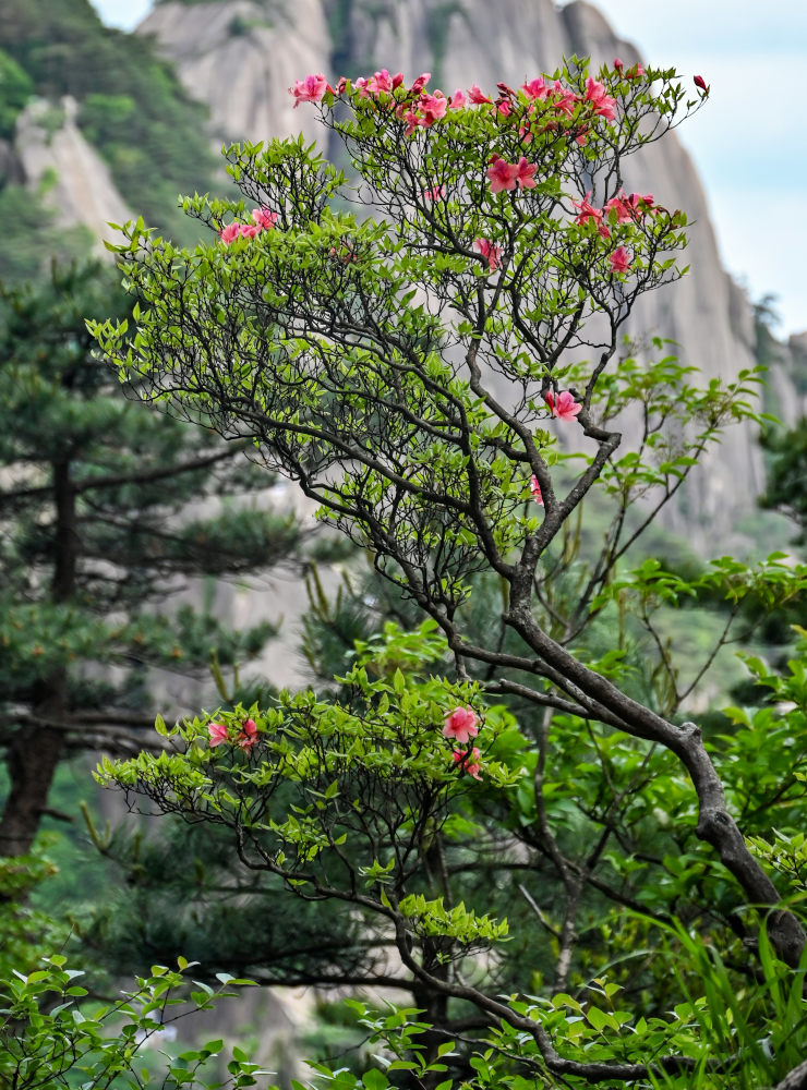 Image of Rhododendron kaempferi specimen.