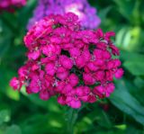 Dianthus barbatus. Цветки. Абхазия, Гагрский р-н, с. Лдзаа, частный сад. 15.06.2025.