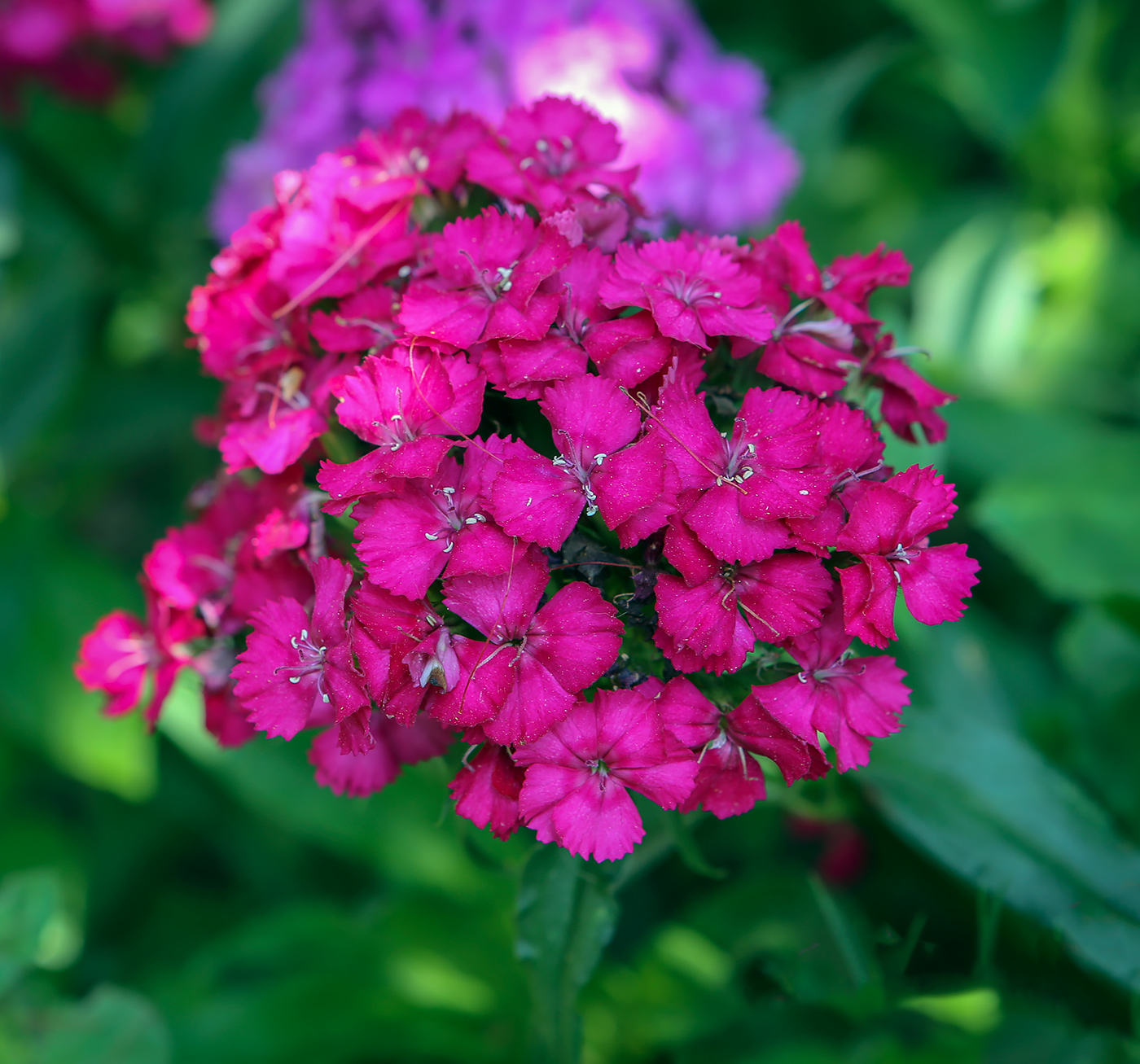 Image of Dianthus barbatus specimen.