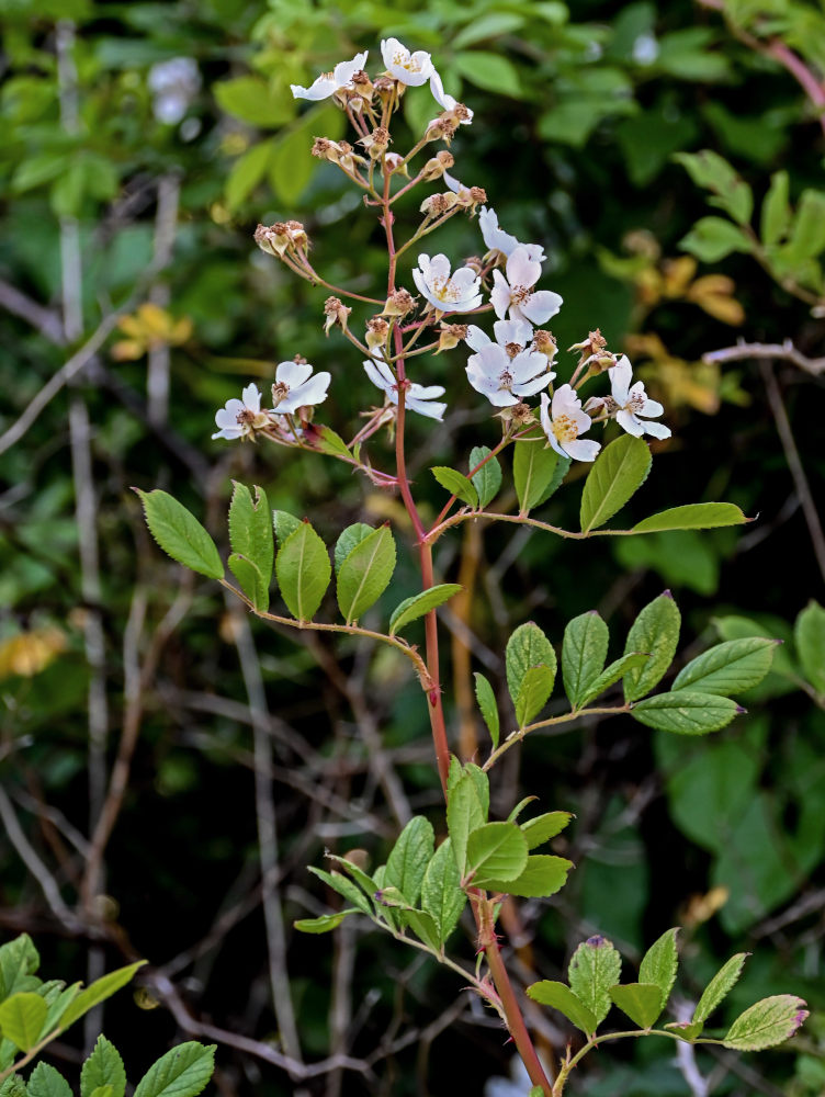 Изображение особи Rosa multiflora.