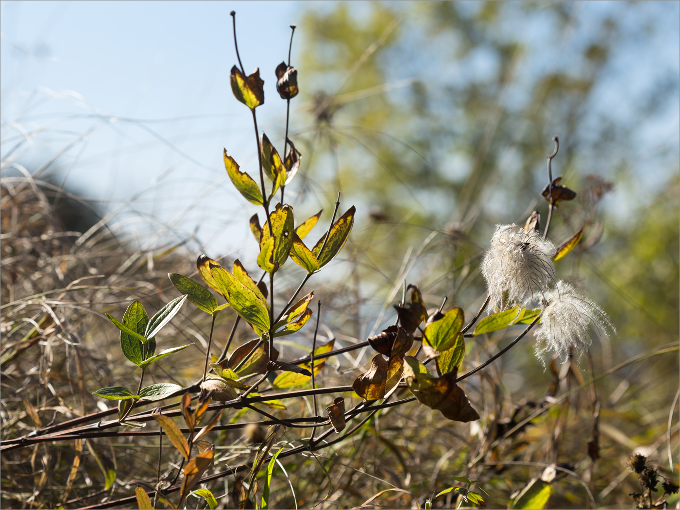 Image of Clematis integrifolia specimen.