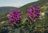 Pedicularis alopecuroides. Цветущие растения. Чукотка, побережье Чаунской губы, горный массив Певек. 08.06.2005.