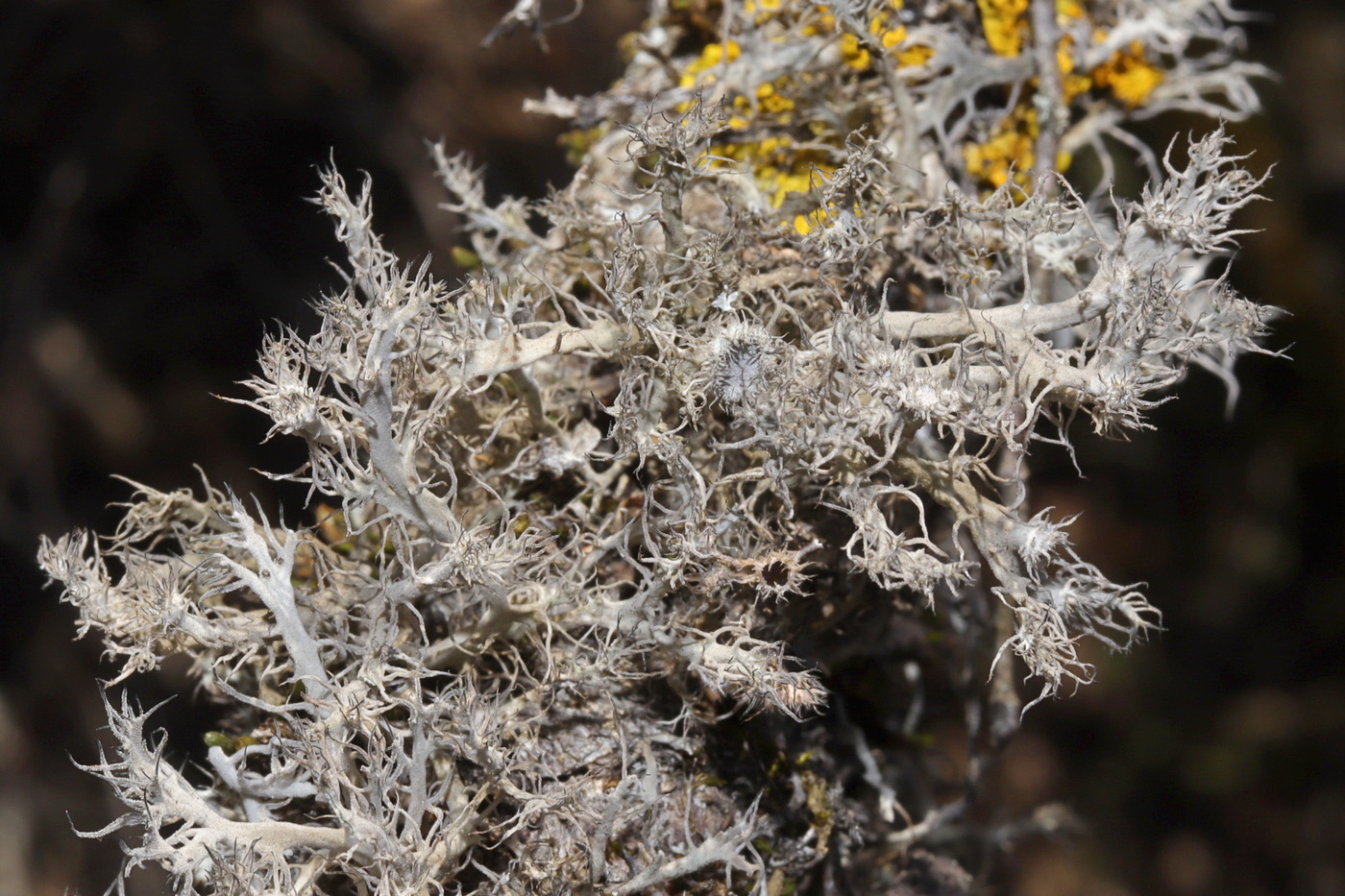 Image of Anaptychia setifera specimen.