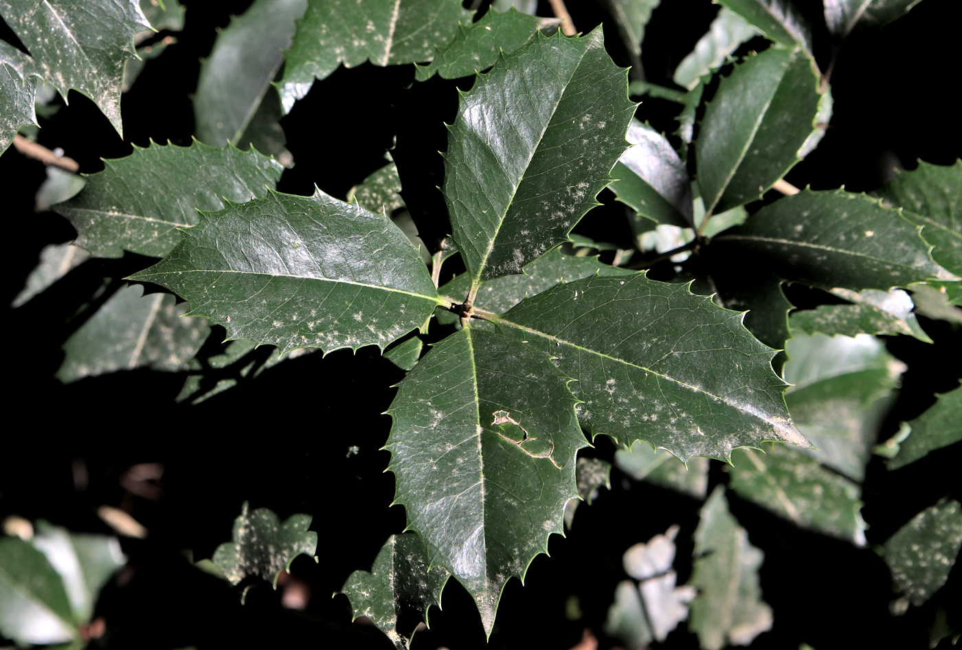 Изображение особи Osmanthus × fortunei.