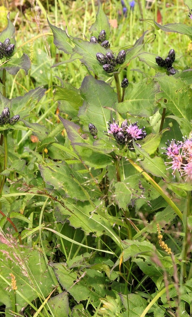 Изображение особи Saussurea ussuriensis.