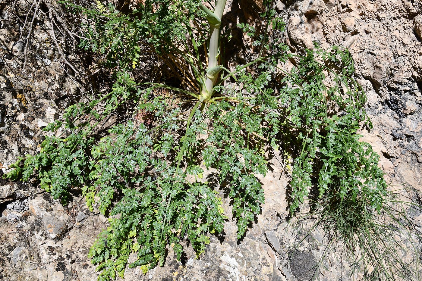 Изображение особи Ferula samarkandica.