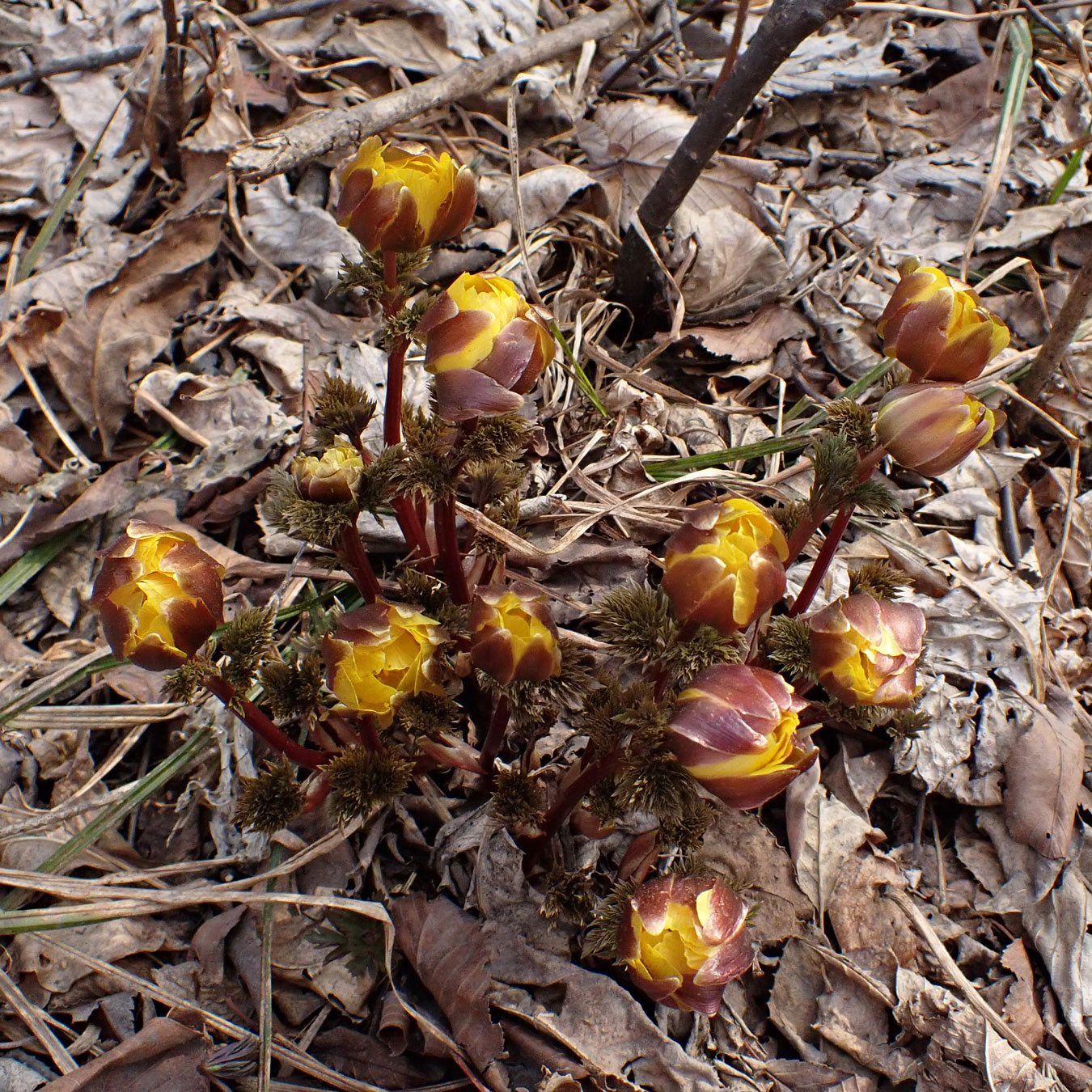 Image of Adonis amurensis specimen.