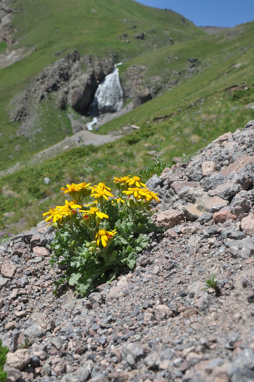 Image of Senecio sosnovskyi specimen.