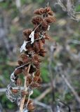 Xanthium orientale. Верхушка сухого прошлогоднего побега с соплодиями. Волгоградская обл., Камышинский р-н, природный парк \"Щербаковский\", у дороги. 12.04.2026.