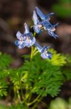 Corydalis ambigua. Соцветие с повреждёнными цветками. Приморский край, Хасанский р-н, мыс Островок Фальшивый, смешанный лес. 19.05.2025.